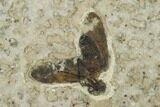 Fossil March Fly (Plecia) - Green River Formation #135897-1
